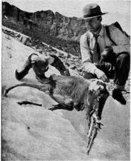 Mummified bighorn on the Mt. Lyell Glacier.