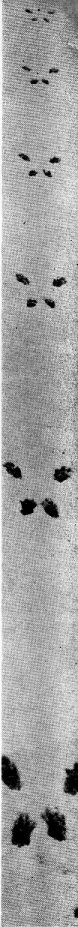 California gray squirrel tracks