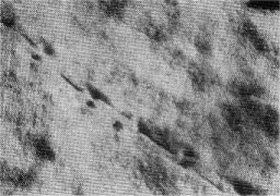 White-footed mouse tracks. Note center track where it dragged one foot.