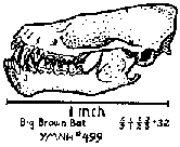 Big Brown Bat
