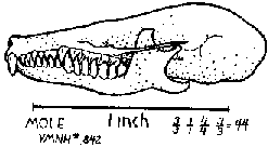 Mole