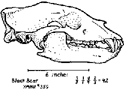 Black Bear