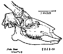 Mule Deer