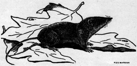 SHREW