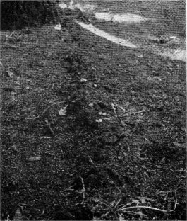 Mole run. Note cracks in the earth.