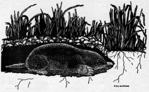 MOLE AT WORK