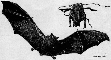 LITTLE BROWN BAT