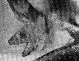 Head of Pacific pallid bat. Note the eye.