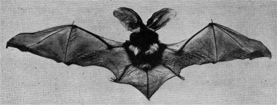 The spotted bat, rarest Yosemite mammal.