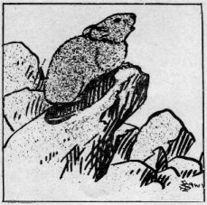 Yosemite cony, “squeaking.”