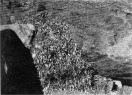 Cony’s haypile.