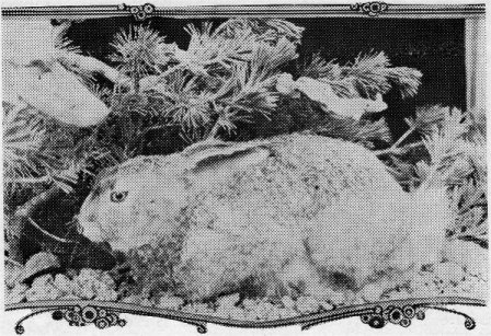 White-tailed jackrabbit.