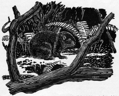 MOUNTAIN BEAVER
