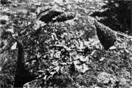 Sierra chickaree’s kitchen midden