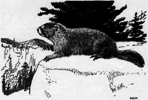 MARMOT