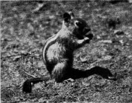 Young golden-mantled ground squirrel. Note absence of facial stripes.