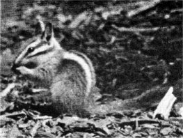Long-eared chipmunk. Note the prominent eye-stripes found in true chipmunks in the West.