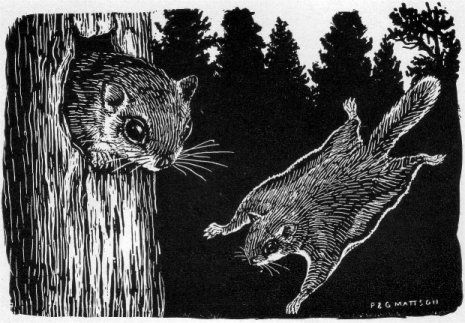 FLYING SQUIRREL