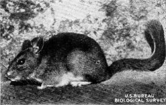 Bushy-tailed wood rat.