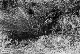 Mouse runs in parted grass, Yosemite Valley.