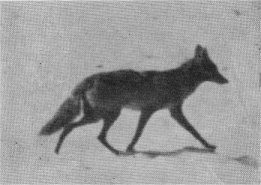 Young mountain coyote near Badger Pass.