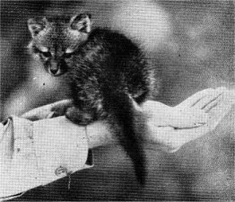 Gray fox pup.