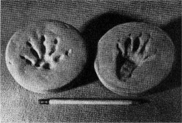 Tracks of coon. Front foot, left, hind foot, right. Six-inch pencil.