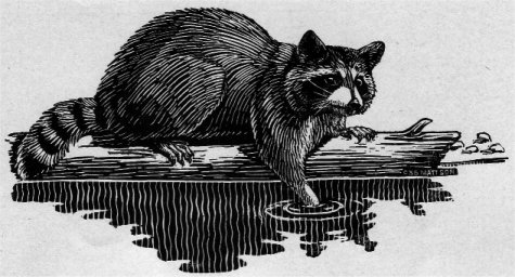 CALIFORNIA COON