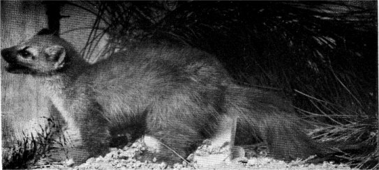 SIERRA PINE MARTEN