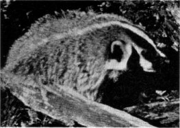 California badger