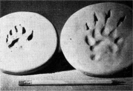 Badger tracks. Front foot, left, hind, right.