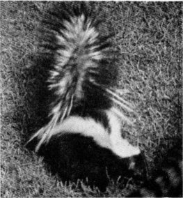 California striped skunk.