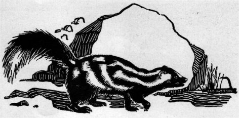 SPOTTED SKUNK