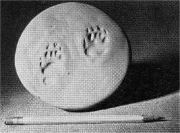 Tracks of striped skunk. Hind foot on left, front, right. Six-inch pencil.