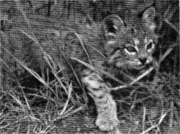 California wildcat kitten