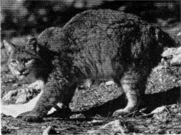 California wildcat