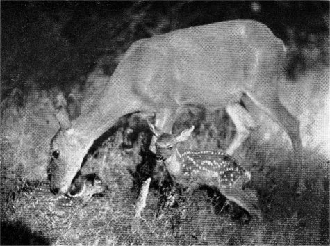 DOE WITH NEWBORN TWIN FAWNS