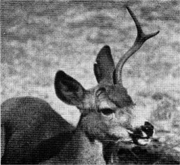 Buck with growing antlers ''in the velvet.''