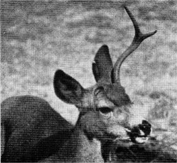 Buck with growing antlers ''in the velvet.''