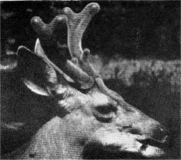 Buck with one antler shed. Note the scar.