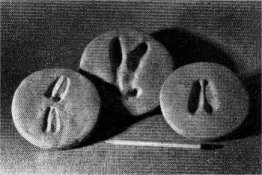 Deer tracks. Left, fawn; center, very soft mud; right, adult.