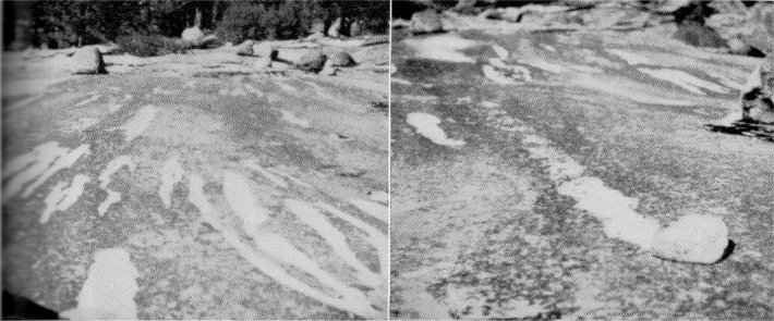 These mysterious stripes on the floor of Little Yosemite Valley are narrow paths from which slow-growing lichens been removed.  Snow and running water have slowly pushed this small boulder across the gently sloping granite, wearing away the lichens.