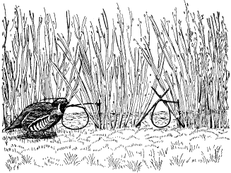 Fig. 23.--Brush fence snare.