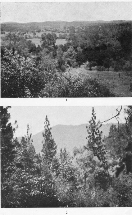 1. Typical foot-hill region of the Sierra Nevada. 2. The Sierra Nevada of 3,000 to 4,000 feet elevation in Central Miwok territory.