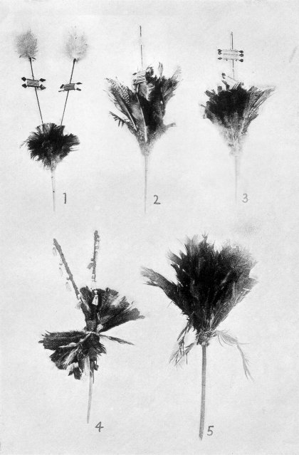 Feather dance plumes.