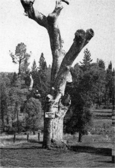 Hangman's Tree on Big Oak Flat Road, Second Garrote, California