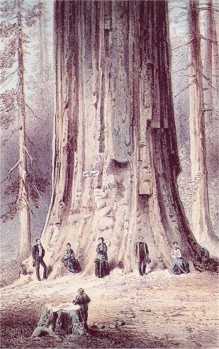 Big Tree (Pride of the Forest) (Calaveras Grove)