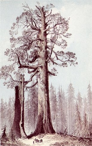The Grizzled Giant (Mariposa Grove) 33 feet diameter