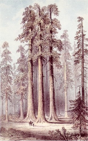 The Three Graces (Calaveras Grove)