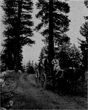 Old Tioga Road